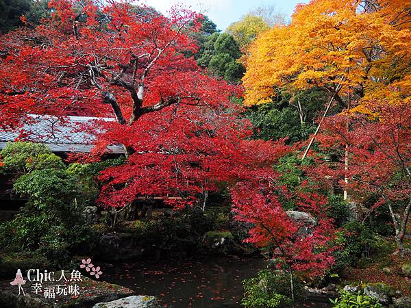 京都岩倉實相院門跡2014 (90)