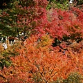 東福寺2009 (6)