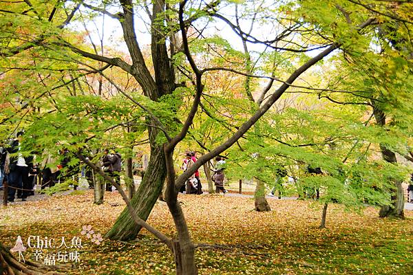 東福寺2009 (7)