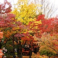 東福寺2009 (17)