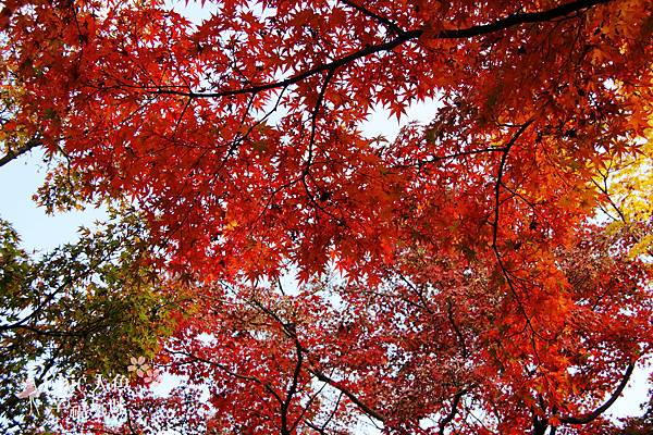 東福寺2009 (77)