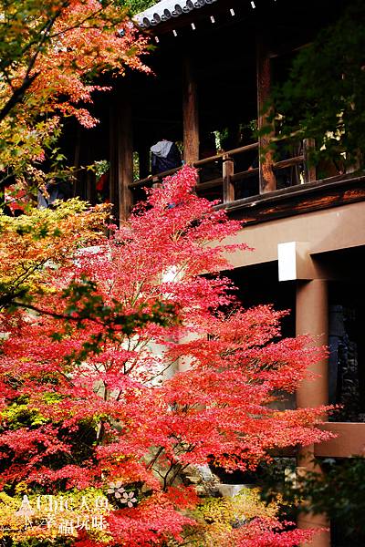 東福寺2009 (89)