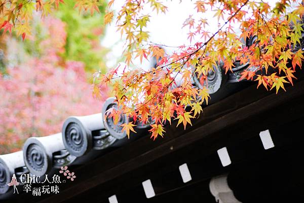 東福寺2009 (121)