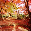 勝持寺-花寺 (2)