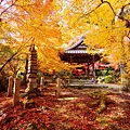 勝持寺-花寺 (4)