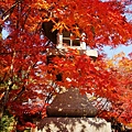 勝持寺-花寺 (11)