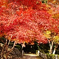 勝持寺-花寺 (16)