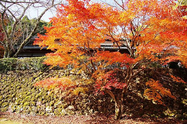 勝持寺-花寺 (21)