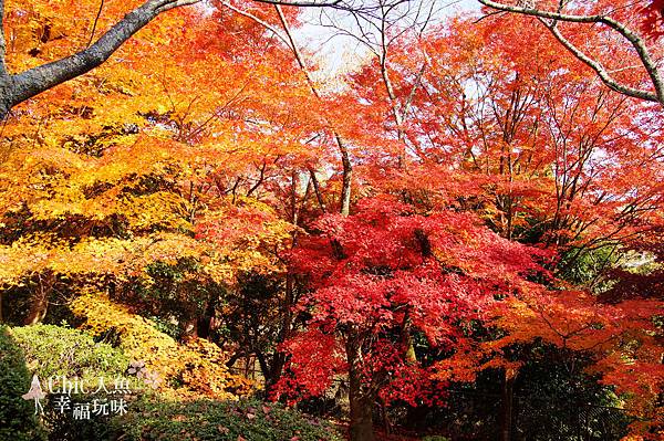 勝持寺-花寺 (23)