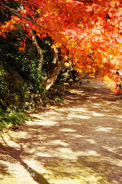 勝持寺-花寺 (31)