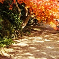 勝持寺-花寺 (31)