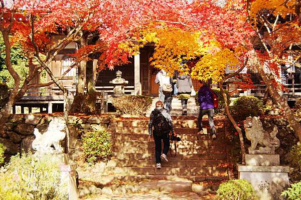 勝持寺-花寺 (45)