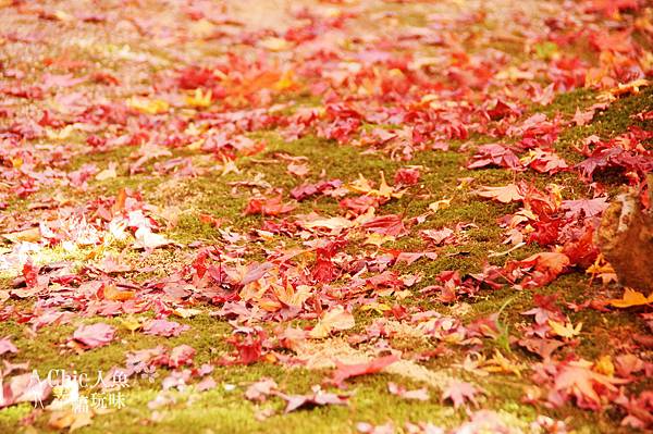 勝持寺-花寺 (59)