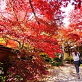 勝持寺-花寺 (64)