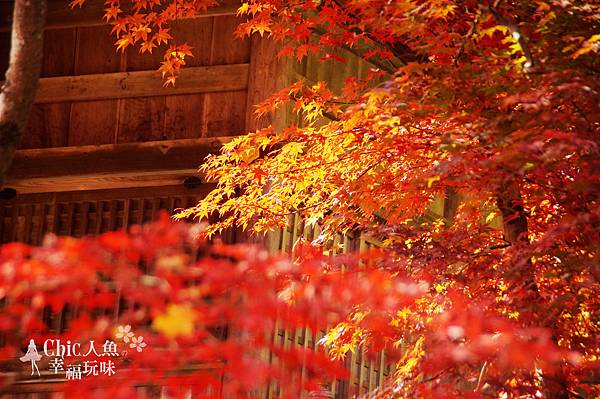 勝持寺-花寺 (66)