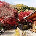 勝持寺-花寺 (84)