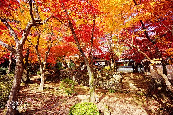 勝持寺-花寺 (98)