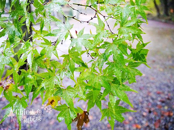 比沙門堂2012雨楓 (60)