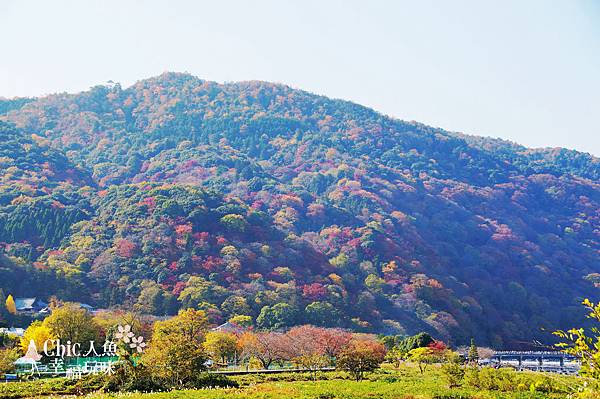 嵐山嵐峽尾形船桂川紅葉狩 (185)