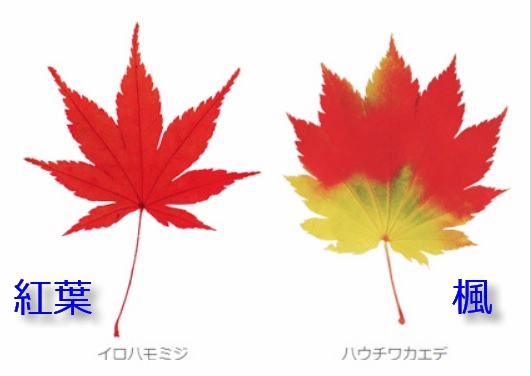 Kyoto 京都紅葉狩 京都必訪33紅葉穴場名所制霸攻略 上 洛北 旅行吧 Chic人魚の幸福玩味 隨意窩xuite日誌 Kyoto 京都紅葉狩 京都必訪33紅葉穴場名所制霸攻略 上 洛北 旅行吧 Chic人魚の幸福玩味 隨意窩xuite日誌