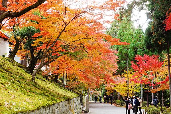 Kyoto 京都紅葉狩 京都必訪33紅葉穴場名所制霸 曼殊院戶外 花見表屋便當 77 桜の花見in日本京阪神 痞客邦 Kyoto 京都紅葉狩 京都必訪33紅葉穴場名所制霸 曼殊院戶外 花見表屋便當 77 桜の花見in日本京阪神 痞客邦