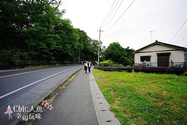 足利公園紫藤雨 (2)