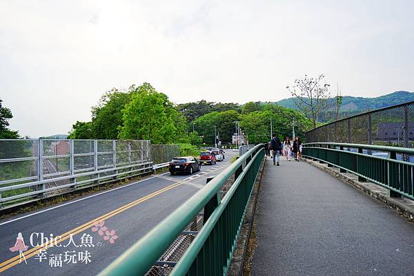 足利公園紫藤雨 (4)