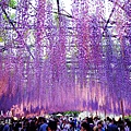 足利公園紫藤雨 (175)