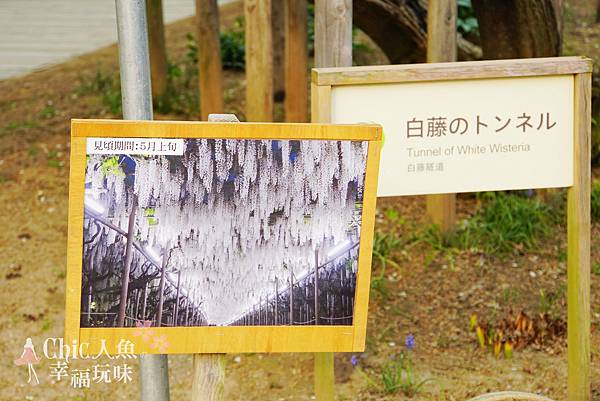 足利公園紫藤雨 (220)