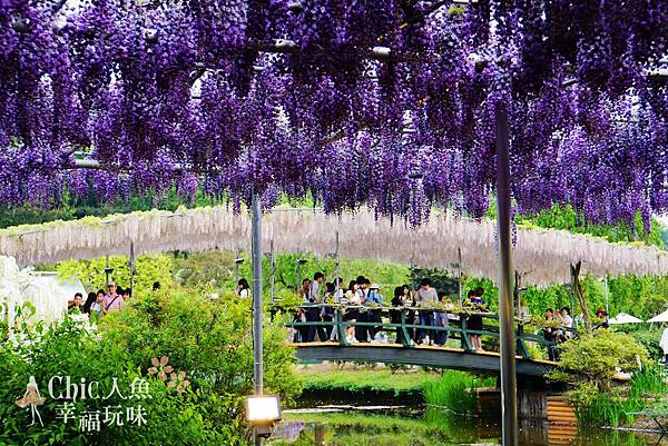 足利公園紫藤雨 (233)