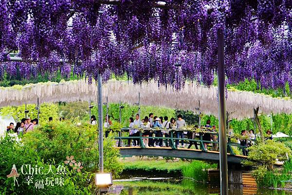 足利公園紫藤雨 (234)