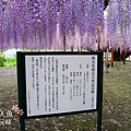 足利公園紫藤雨 (288)