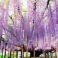 足利公園紫藤雨 (311)