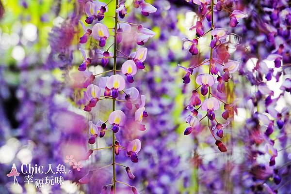 栃木県 View あしかがフラワーパーク足立花卉公園紫藤戀 足利公園紫藤雨 328 桜の花見in日本京阪神 痞客邦pixnet