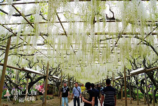 足利公園紫藤雨 (332)