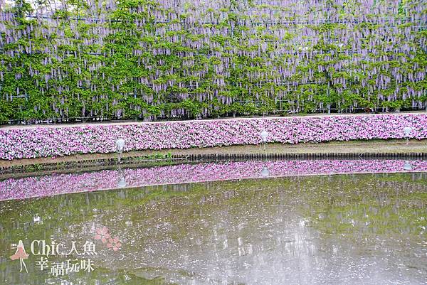 足利公園紫藤雨 (337)