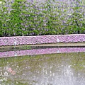 足利公園紫藤雨 (337)