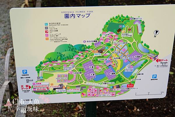 足利公園紫藤雨 (340)