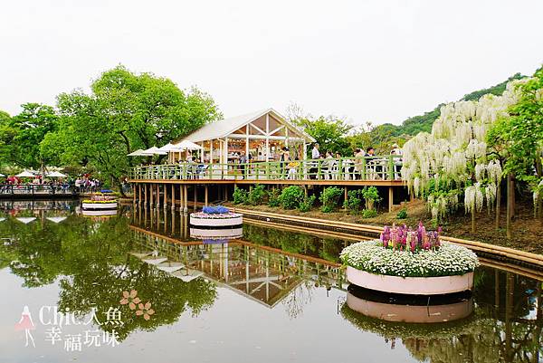 足利公園紫藤雨 (346)