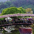 足利公園紫藤雨 (377)