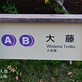 足利公園紫藤雨 (380)