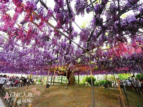 足利公園紫藤雨 (398)