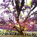 足利公園紫藤雨 (418)