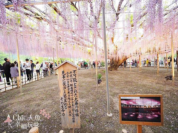 栃木県 View あしかがフラワーパーク足立花卉公園紫藤戀 足利公園紫藤雨 458 桜の花見in日本京阪神 痞客邦pixnet