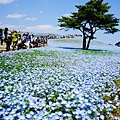 日本ibaraki日立公園粉蝶花海 (8)