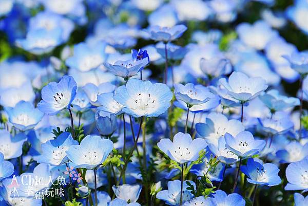 日本ibaraki日立公園粉蝶花海 (11)