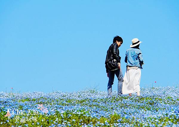 日本ibaraki日立公園粉蝶花海 (14)