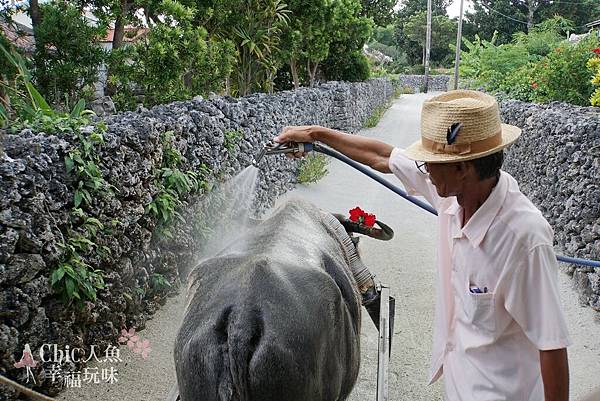 竹富島水牛車觀光 (49)