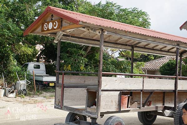 竹富島水牛車觀光 (84)