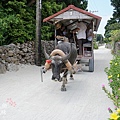 竹富島水牛車觀光 (98)